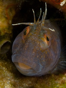 Seaweed Blenny  @ Blue Heron Bridge FLA by John Roach 